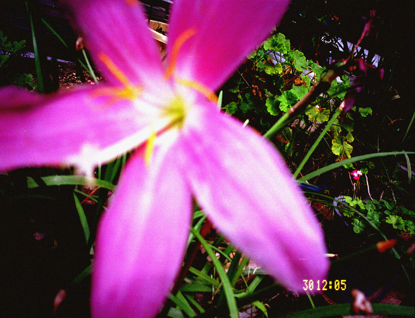 flower