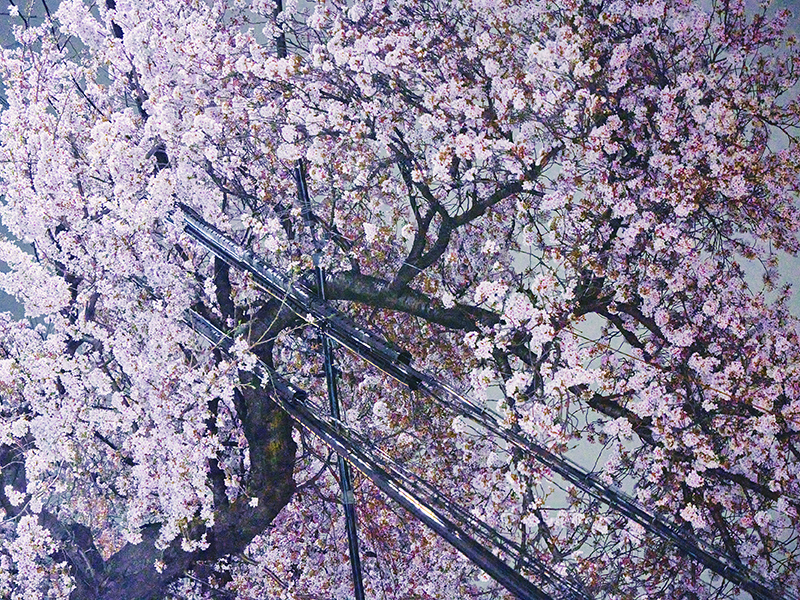 sakura_DSC5527
